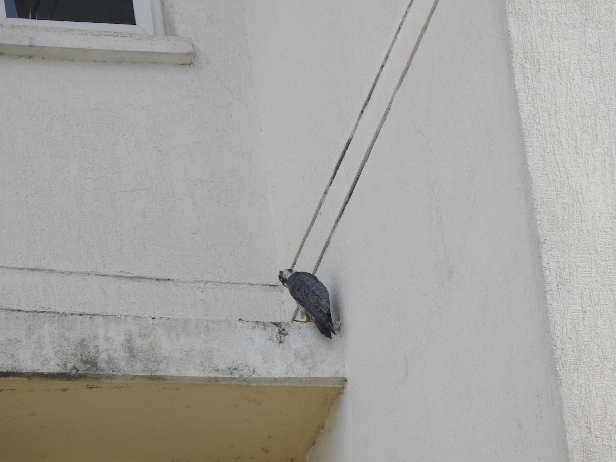 Gökdoğan - ML644528548