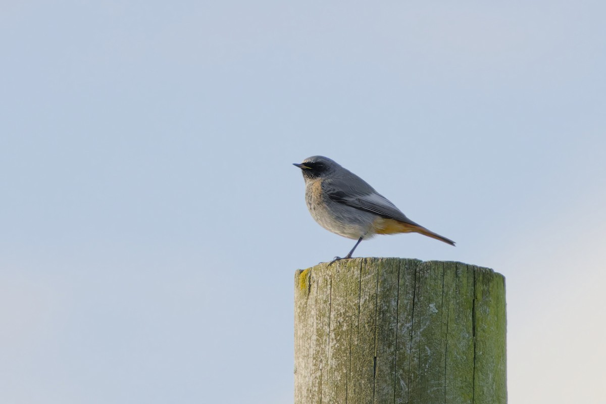 Black Redstart - ML644528582