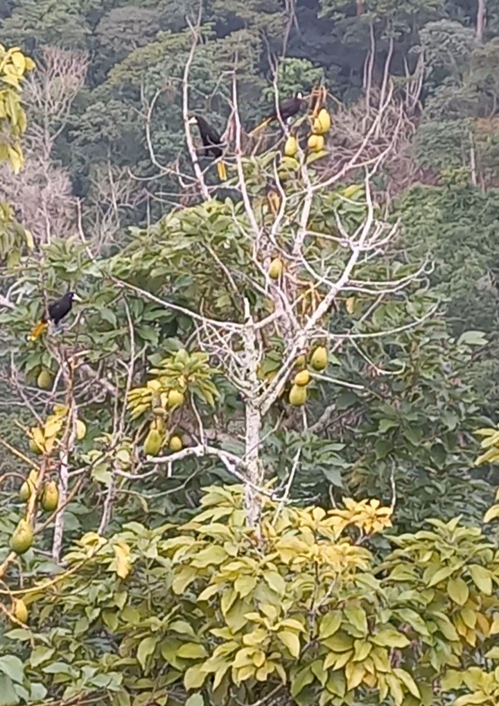 カンムリオオツリスドリ - ML644528583