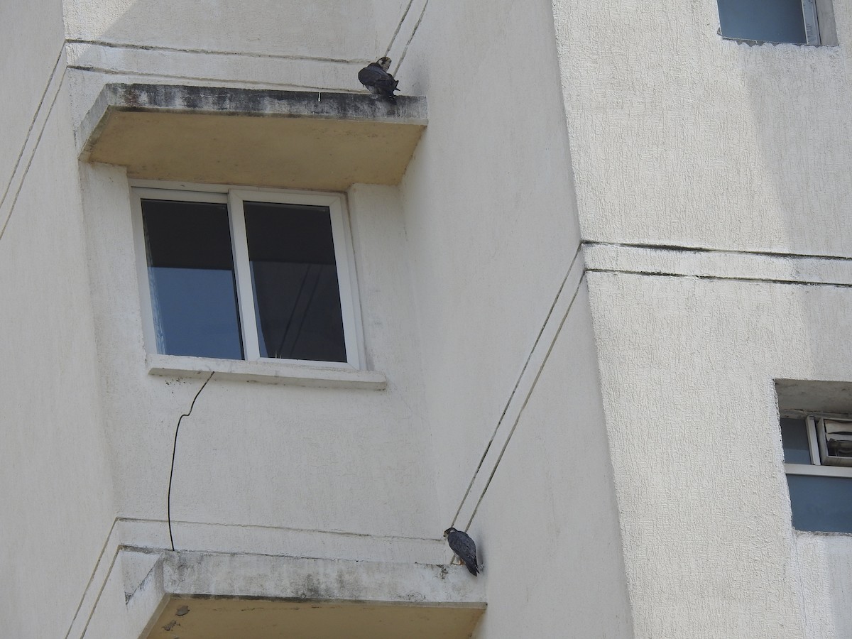 Gökdoğan - ML644528584