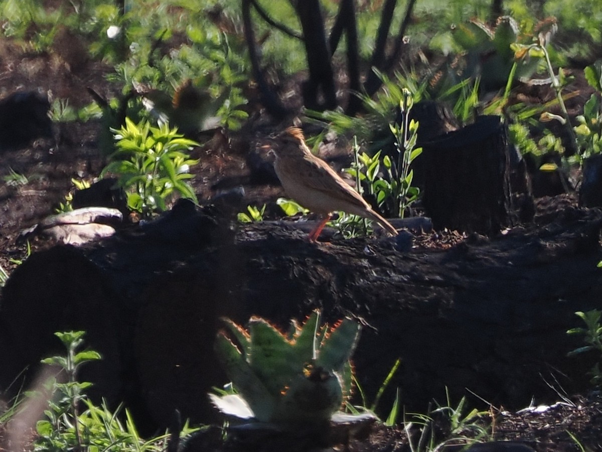 Rufous-naped Lark - ML644528596