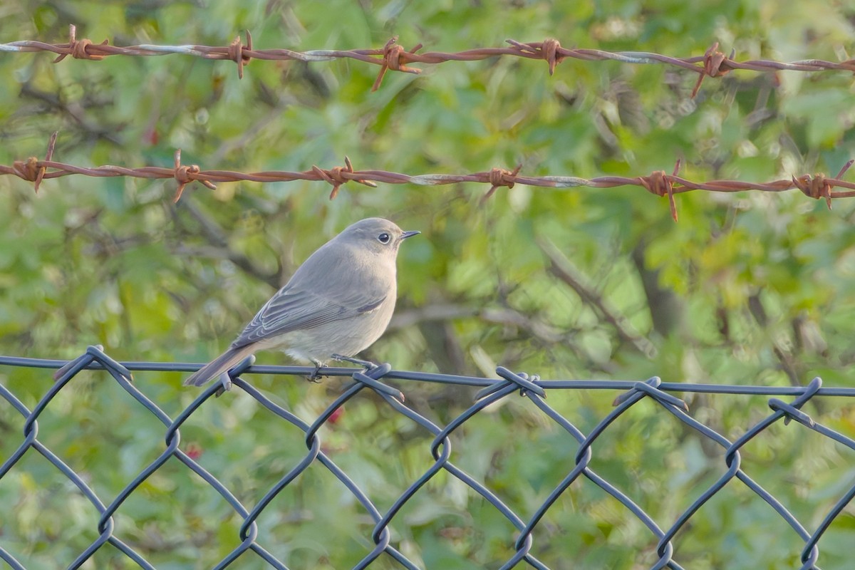 Black Redstart - ML644528600