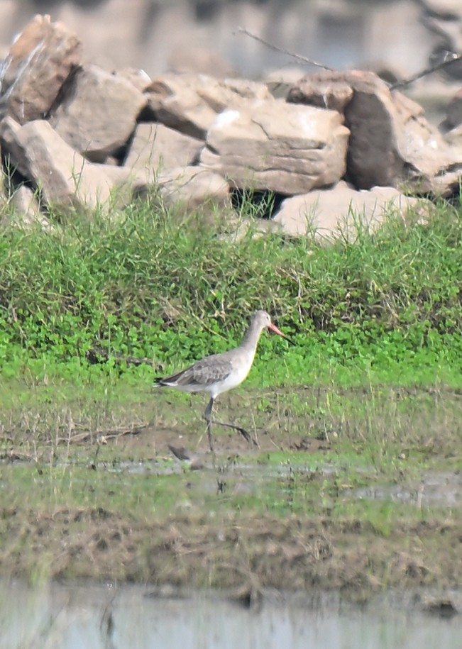 オグロシギ - ML644528603