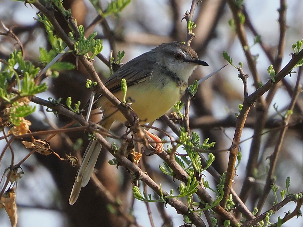 Kara Göğüslü Prinya - ML644528607