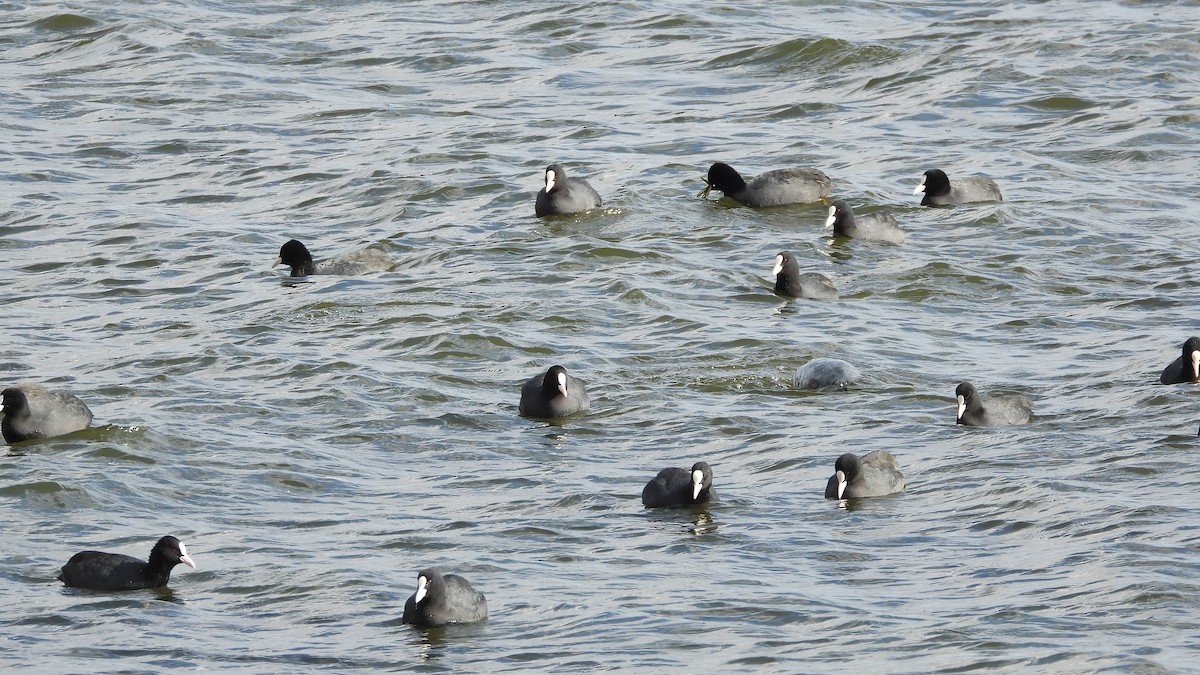 白冠雞 - ML644528609