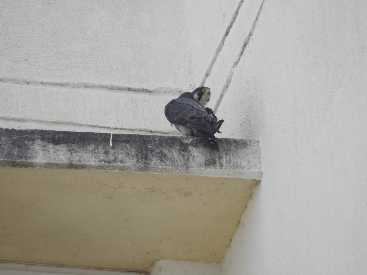 Gökdoğan - ML644528610