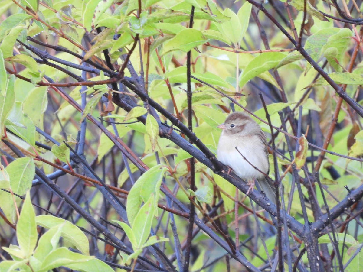 Field Sparrow - ML644528615
