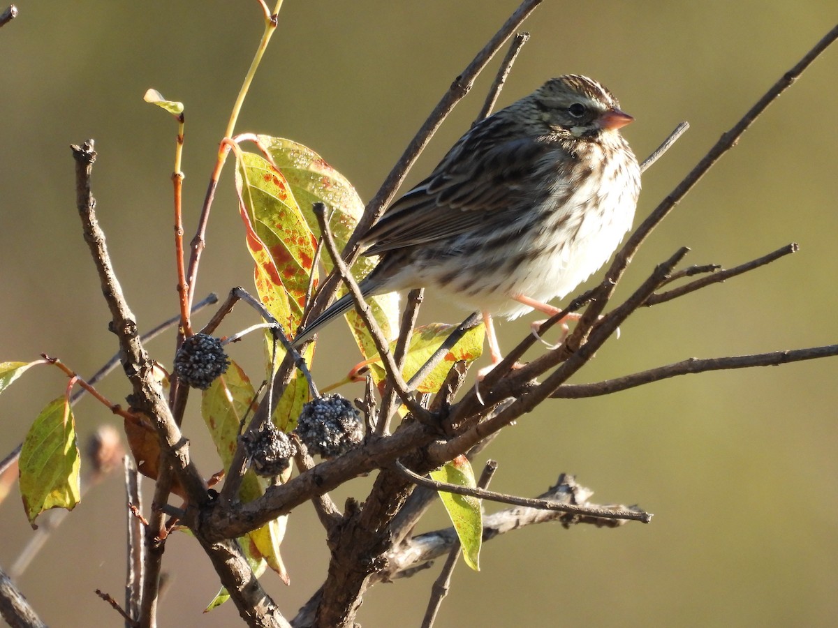 稀樹草鵐 - ML644528619