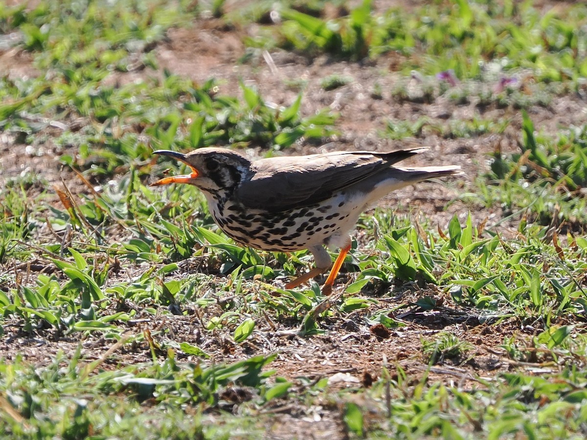 Groundscraper Thrush - ML644528620