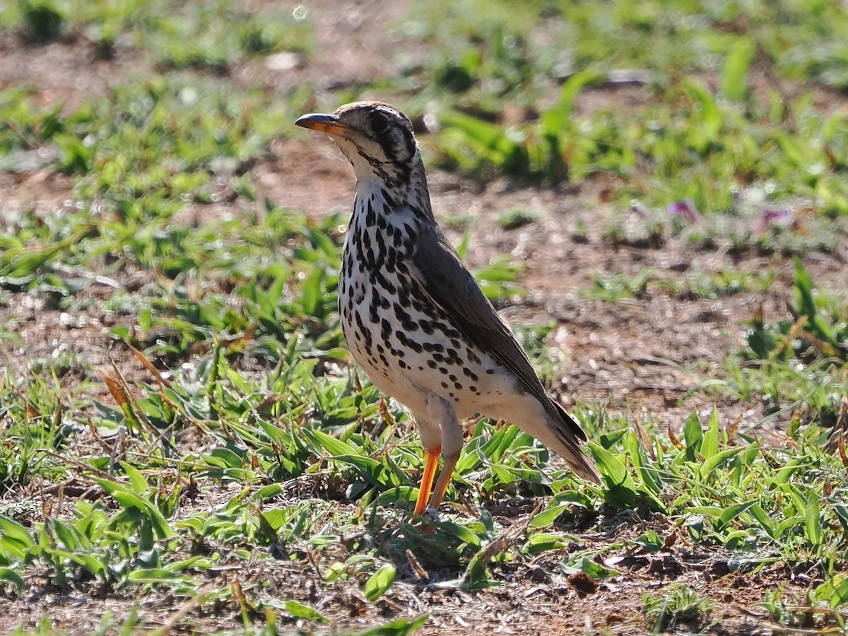 Groundscraper Thrush - ML644528621