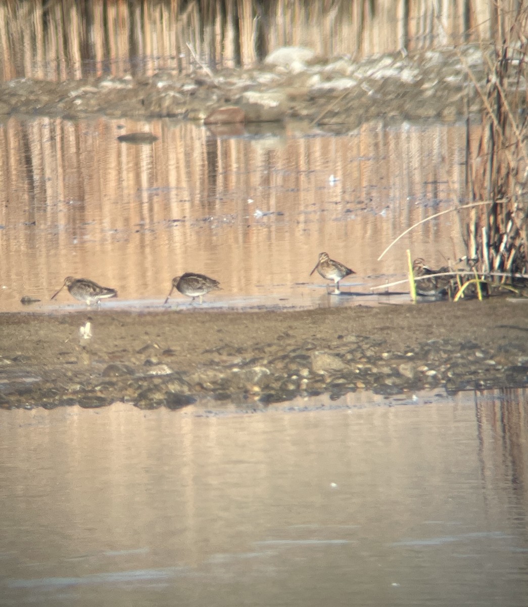 kanadabekkasin - ML644528624