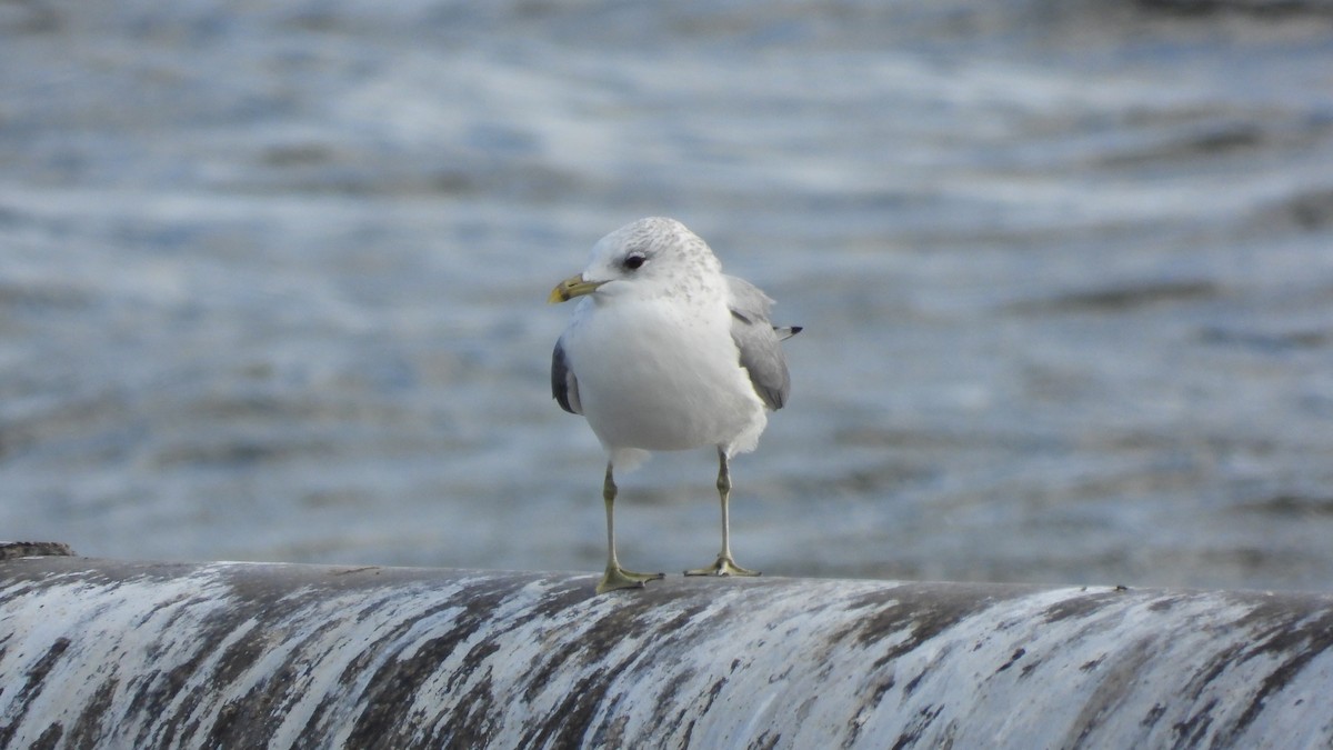 歐亞海鷗 - ML644528627