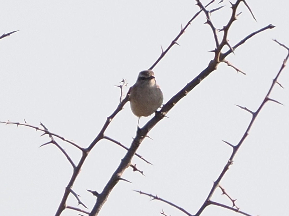 kalaharikrattskvett - ML644528632