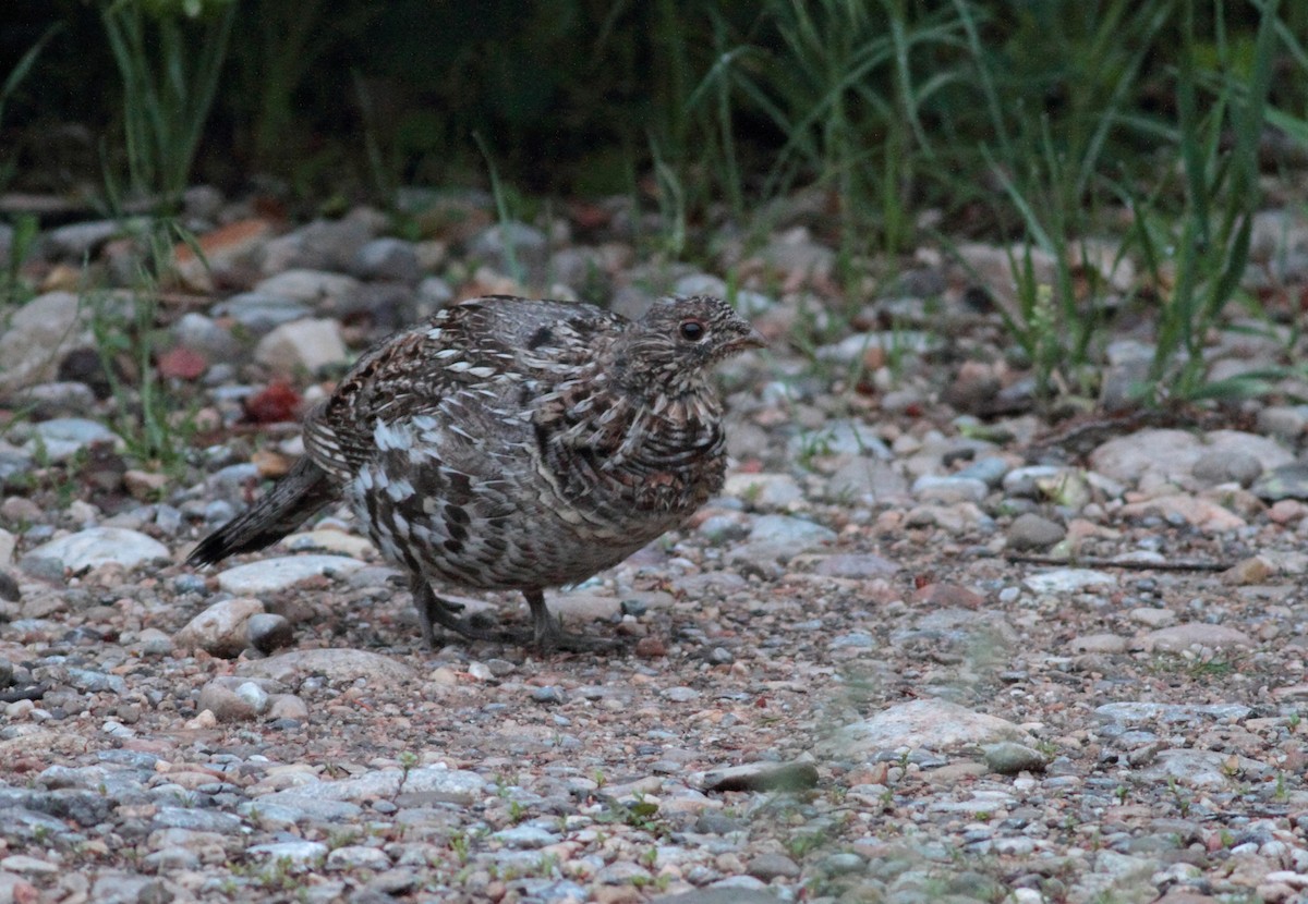 Воротничковый рябчик - ML644528651