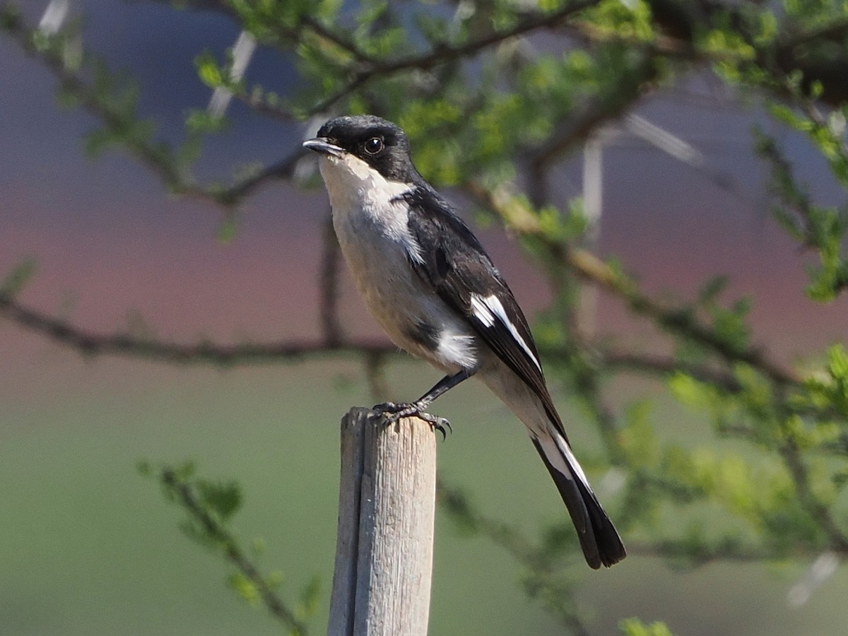Fiscal Flycatcher - ML644528660
