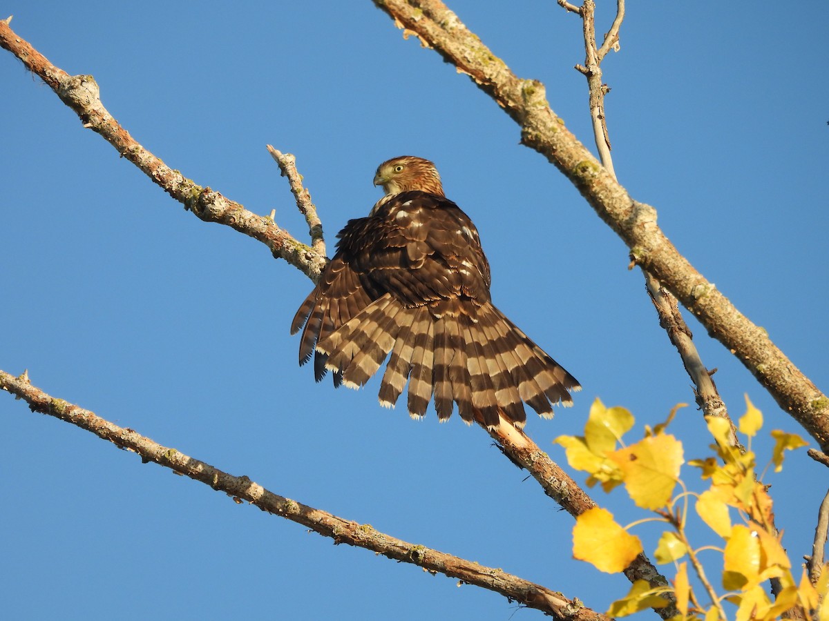 Cooper's Hawk - ML644528661