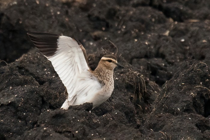 Pavoncella gregaria - ML644528681