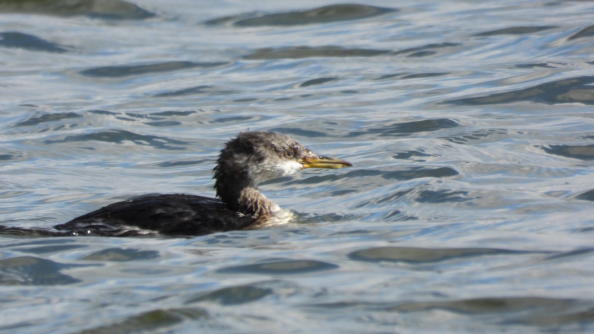 赤頸鸊鷉 - ML644528686