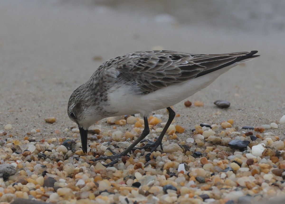 Semipalmated Sandpiper - ML644528690