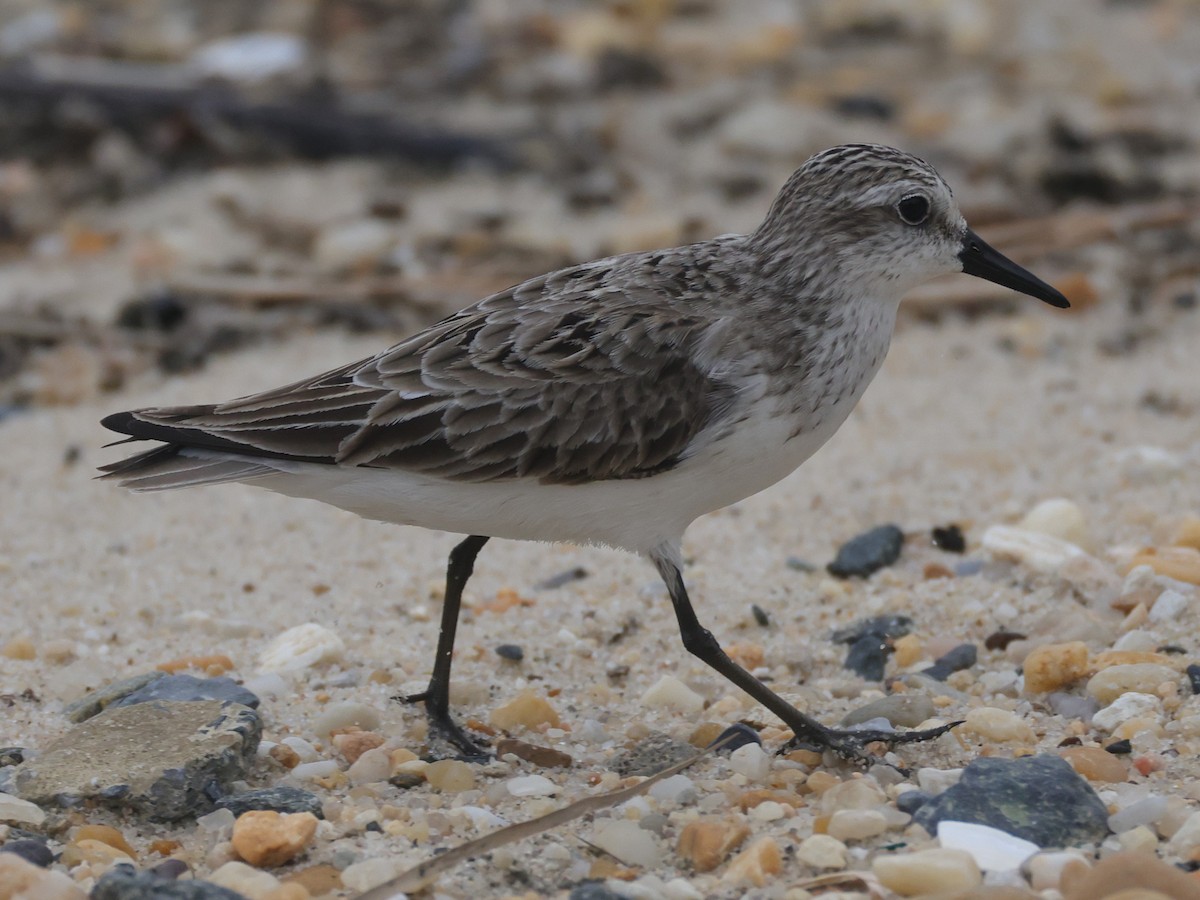 Semipalmated Sandpiper - ML644528692