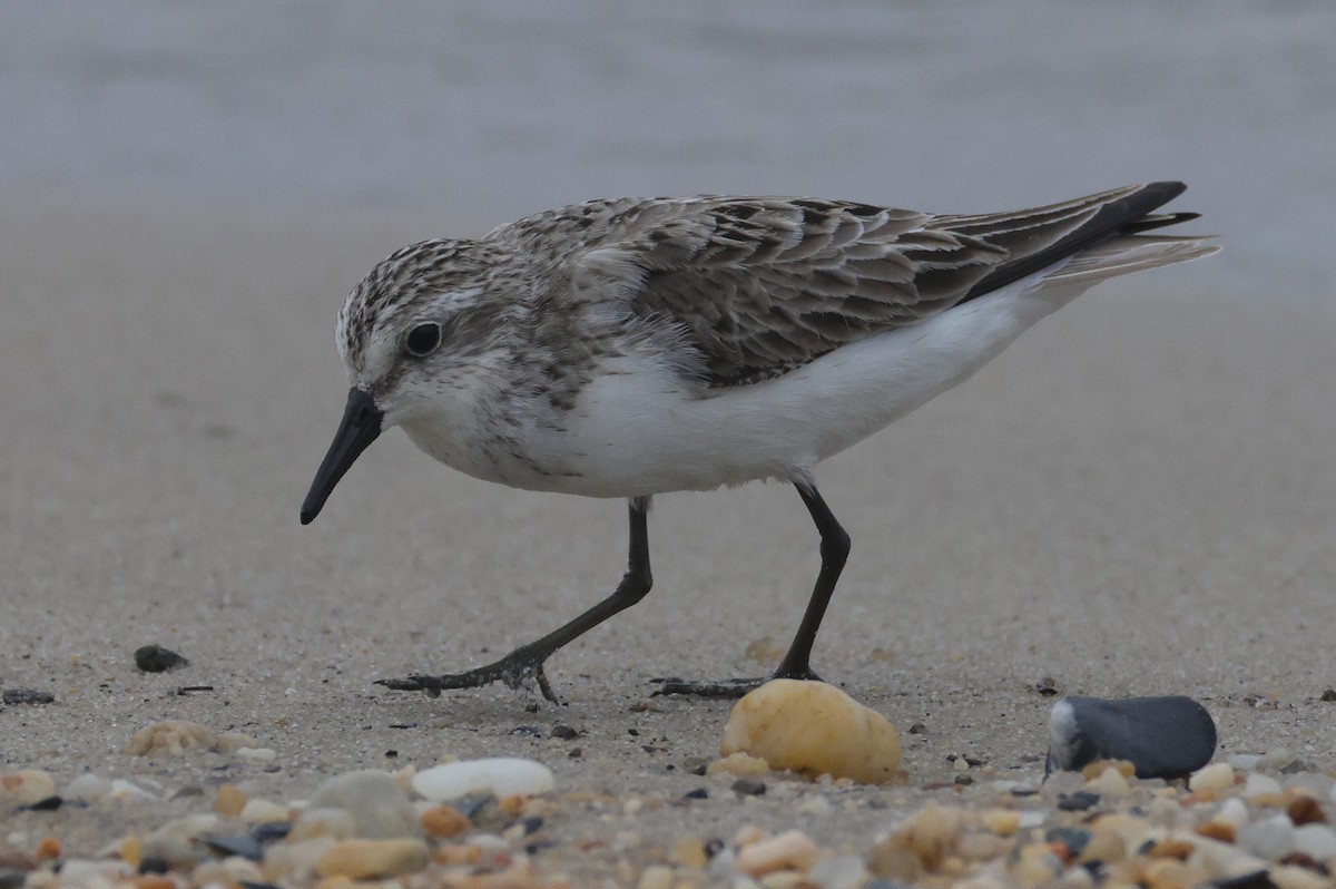 Semipalmated Sandpiper - ML644528693