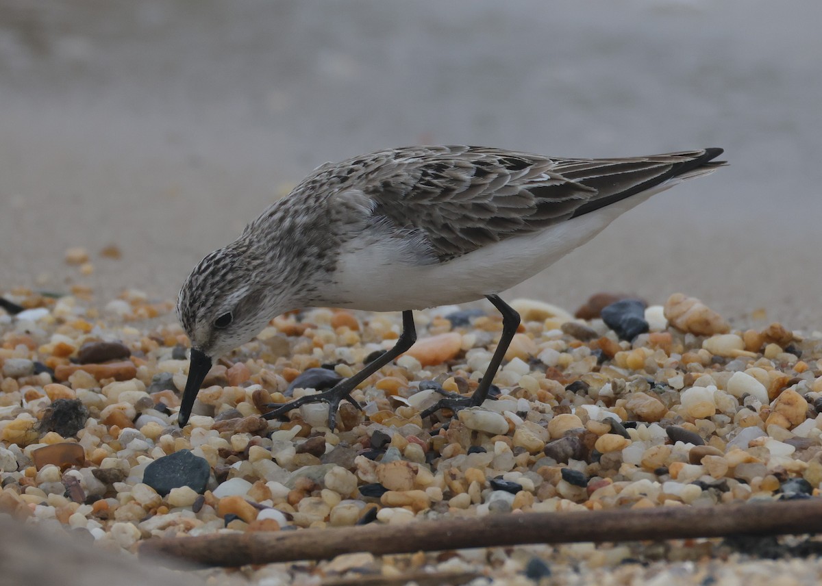 Semipalmated Sandpiper - ML644528696