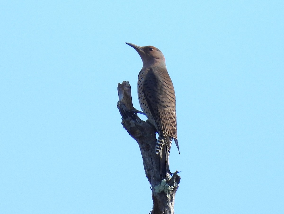 Northern Flicker - ML644528702
