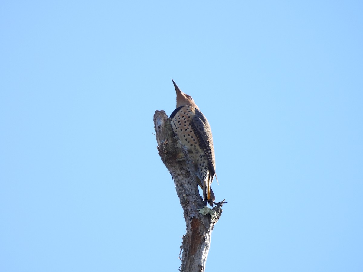 Northern Flicker - ML644528704