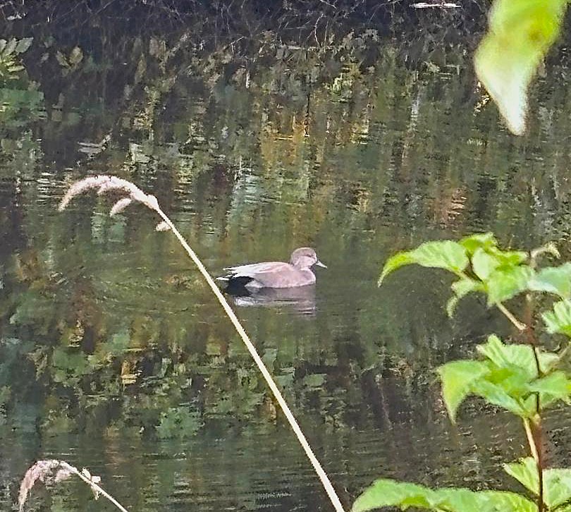 Нерозень - ML644528705