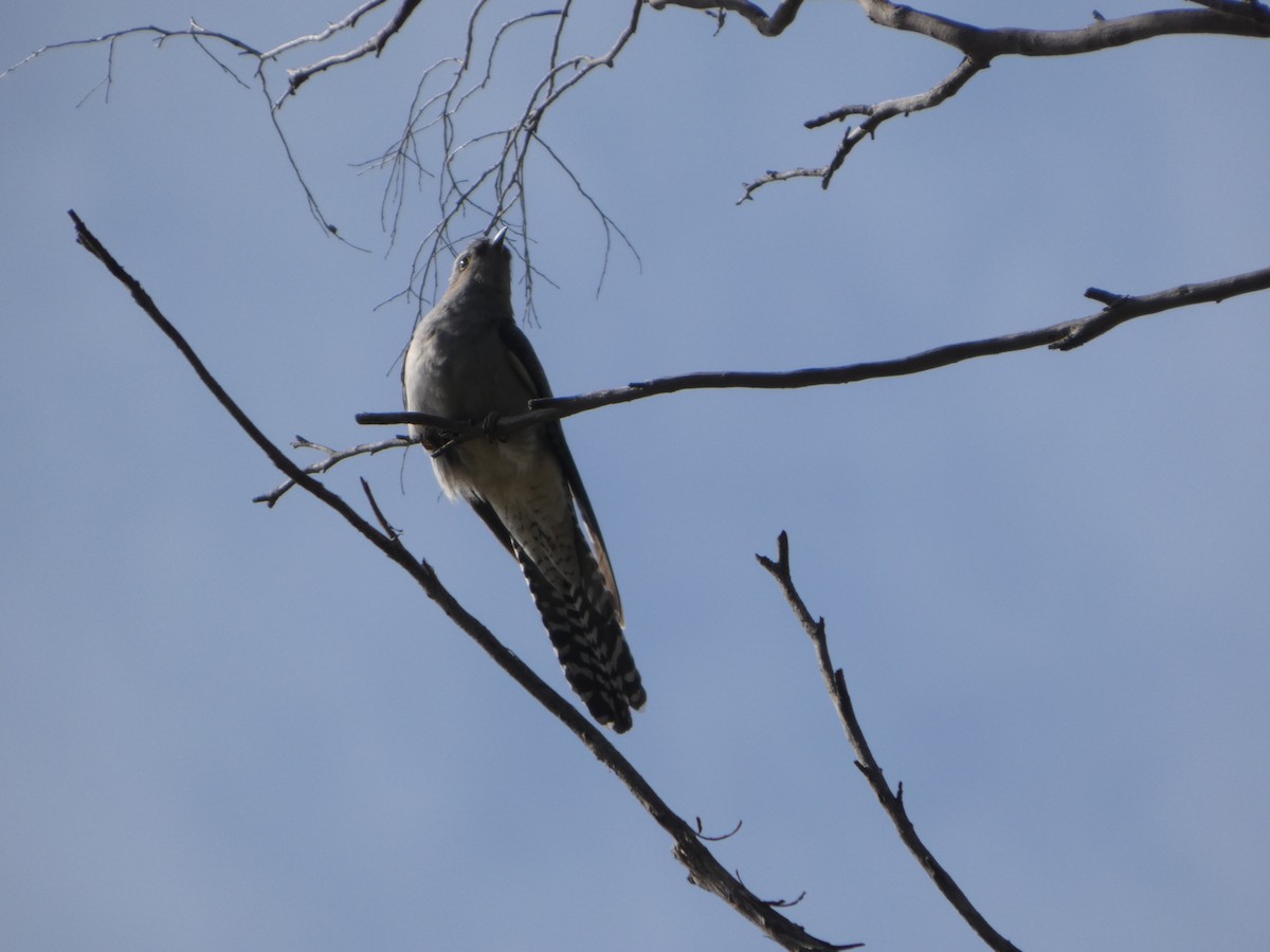 Pallid Cuckoo - ML644528707