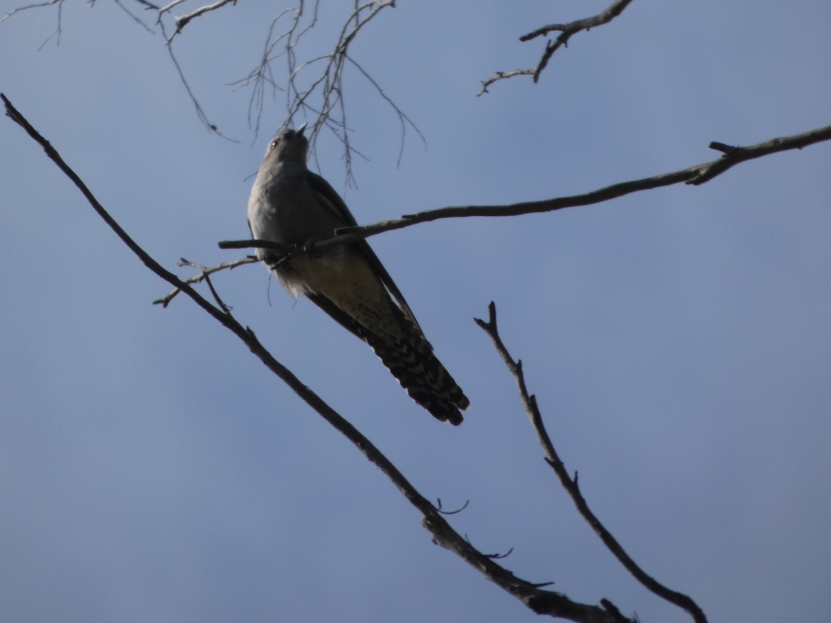 Pallid Cuckoo - ML644528709