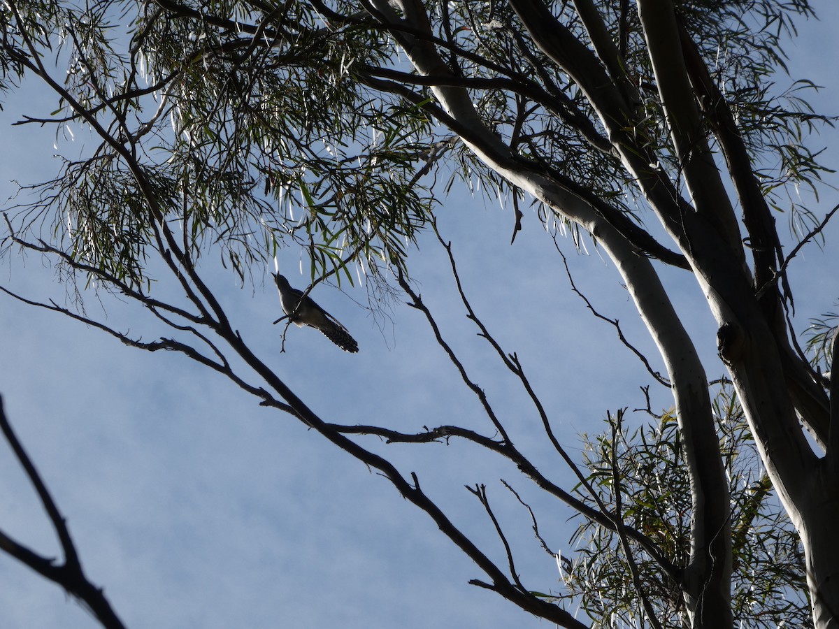 Pallid Cuckoo - ML644528710