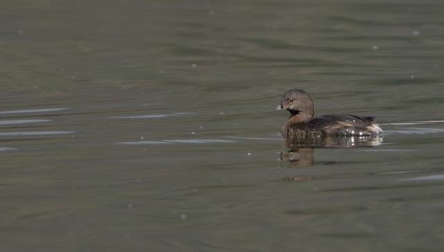 Pied-billed Grebe - ML644528715