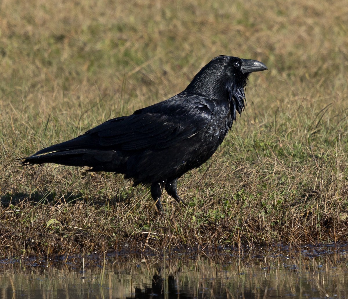 Kolkrabe - ML644528742