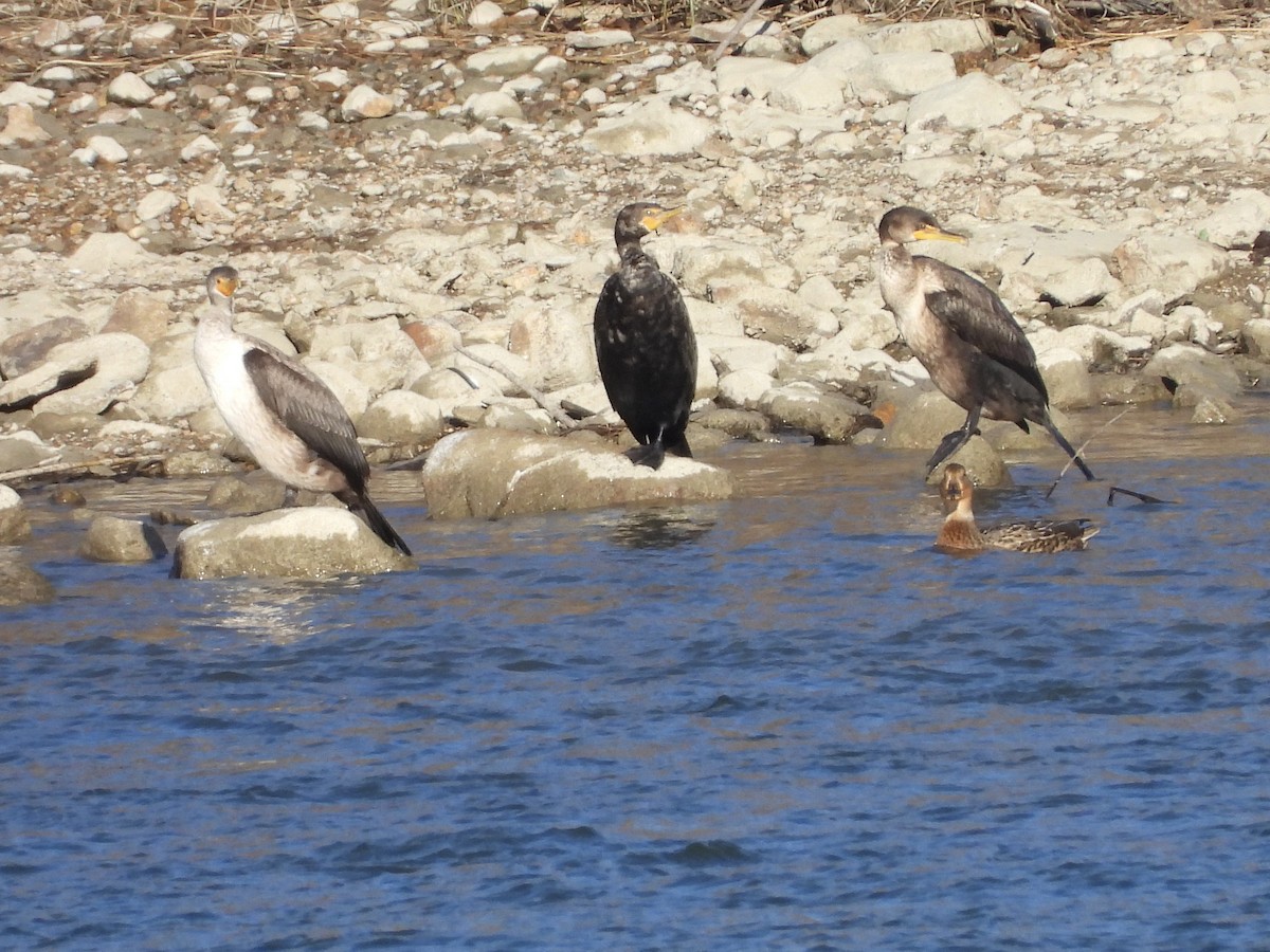 Double-crested Cormorant - ML644528747