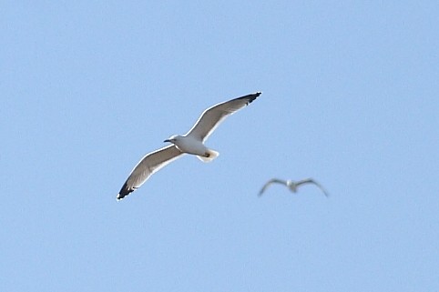 racek středomořský - ML644528751