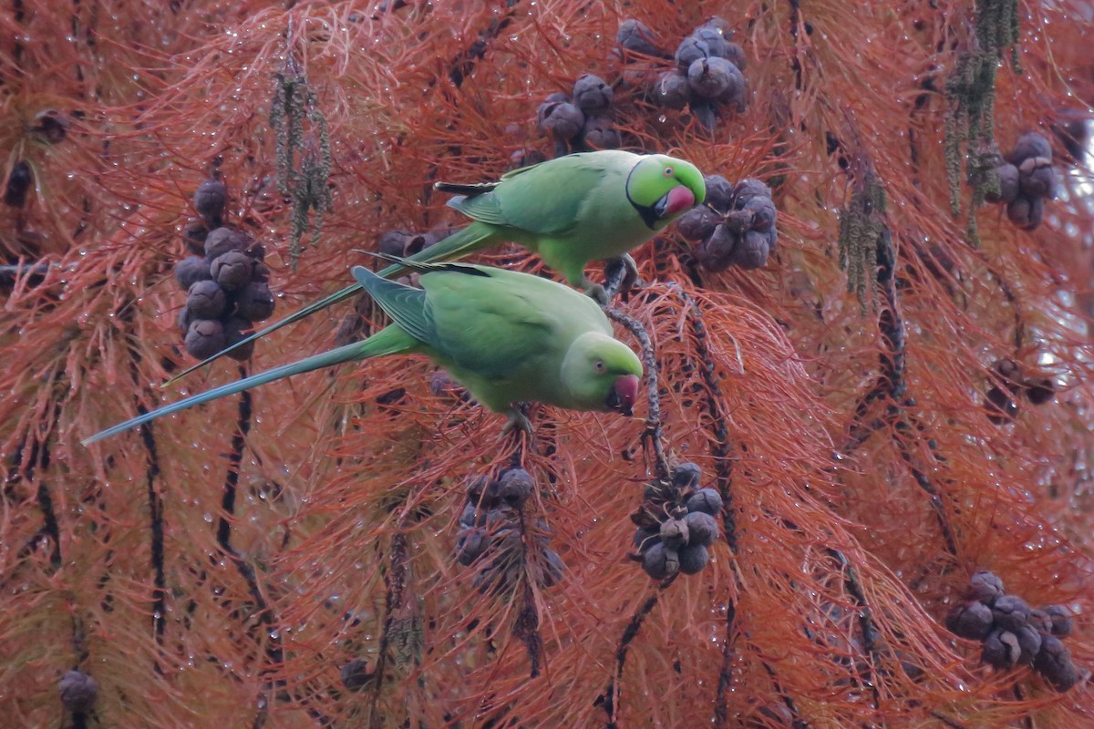 Papagai lepokoduna - ML644528753