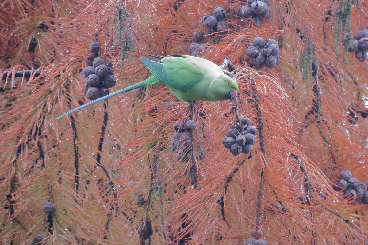 Papagai lepokoduna - ML644528756
