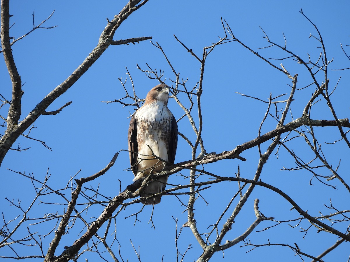 Poiana codarossa - ML644528760