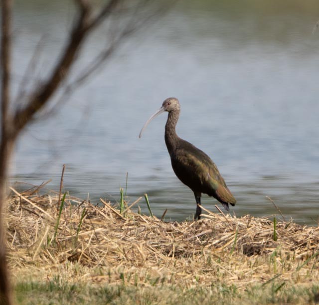White-faced Ibis - ML644528764