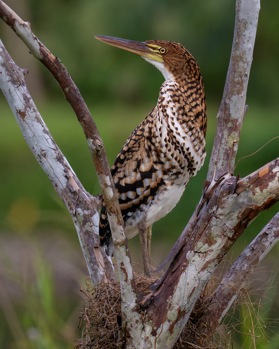 Rufescent Tiger-Heron - ML644528767