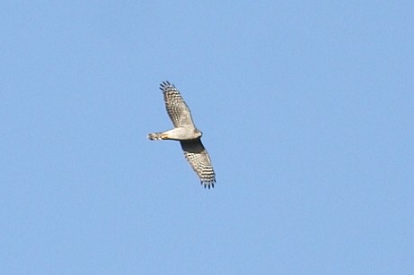 krahujec obecný - ML644528770