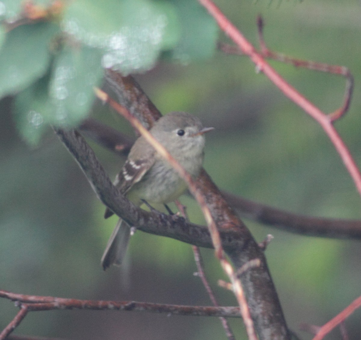 Малый мухолов - ML644528776