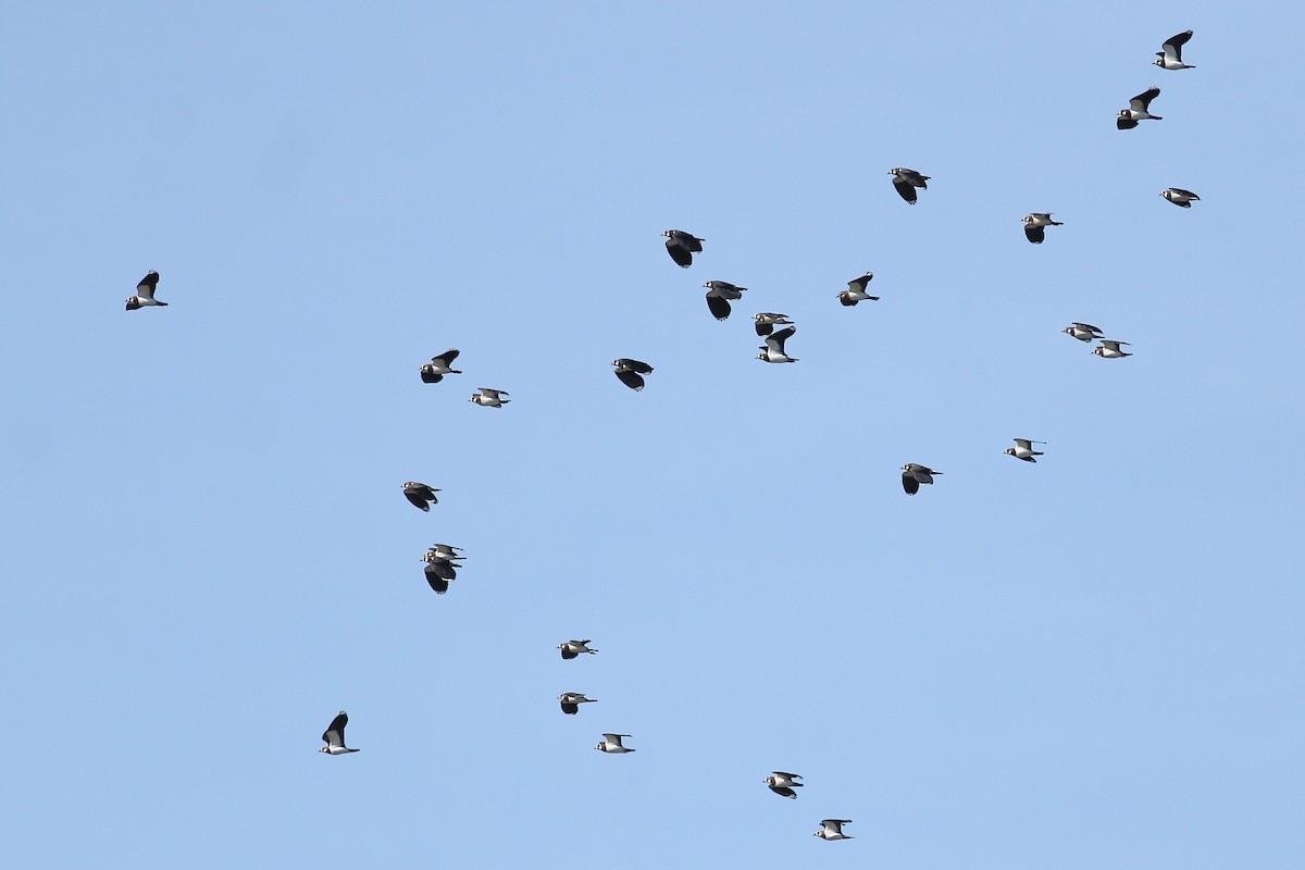 čejka chocholatá - ML644528786