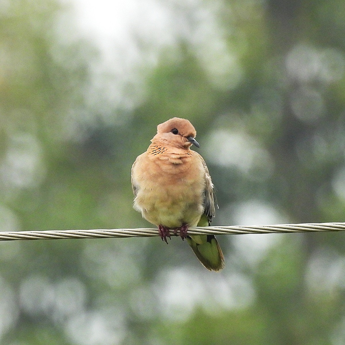 Өөдсөн хүүрзгэнэ - ML644528787