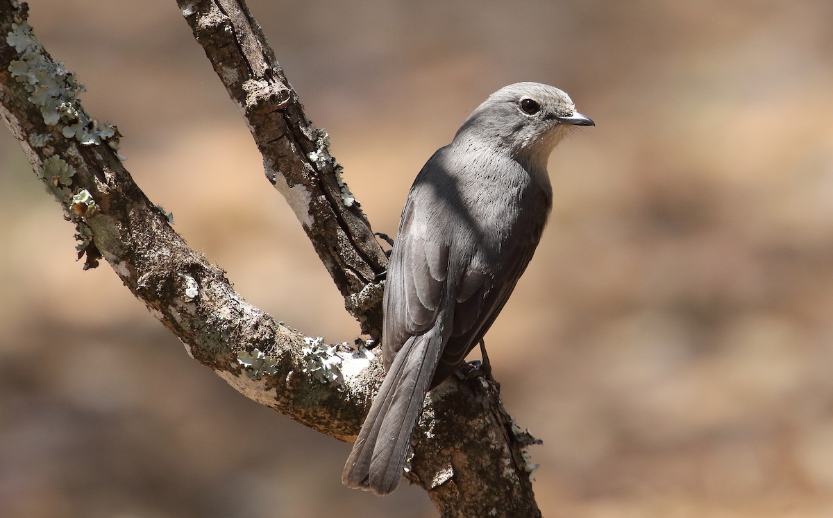 White-eyed Slaty-Flycatcher - ML644528789
