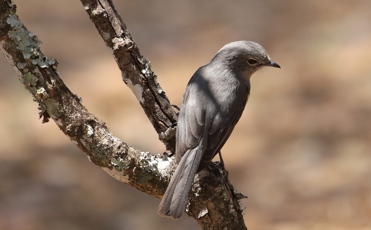 White-eyed Slaty-Flycatcher - ML644528790