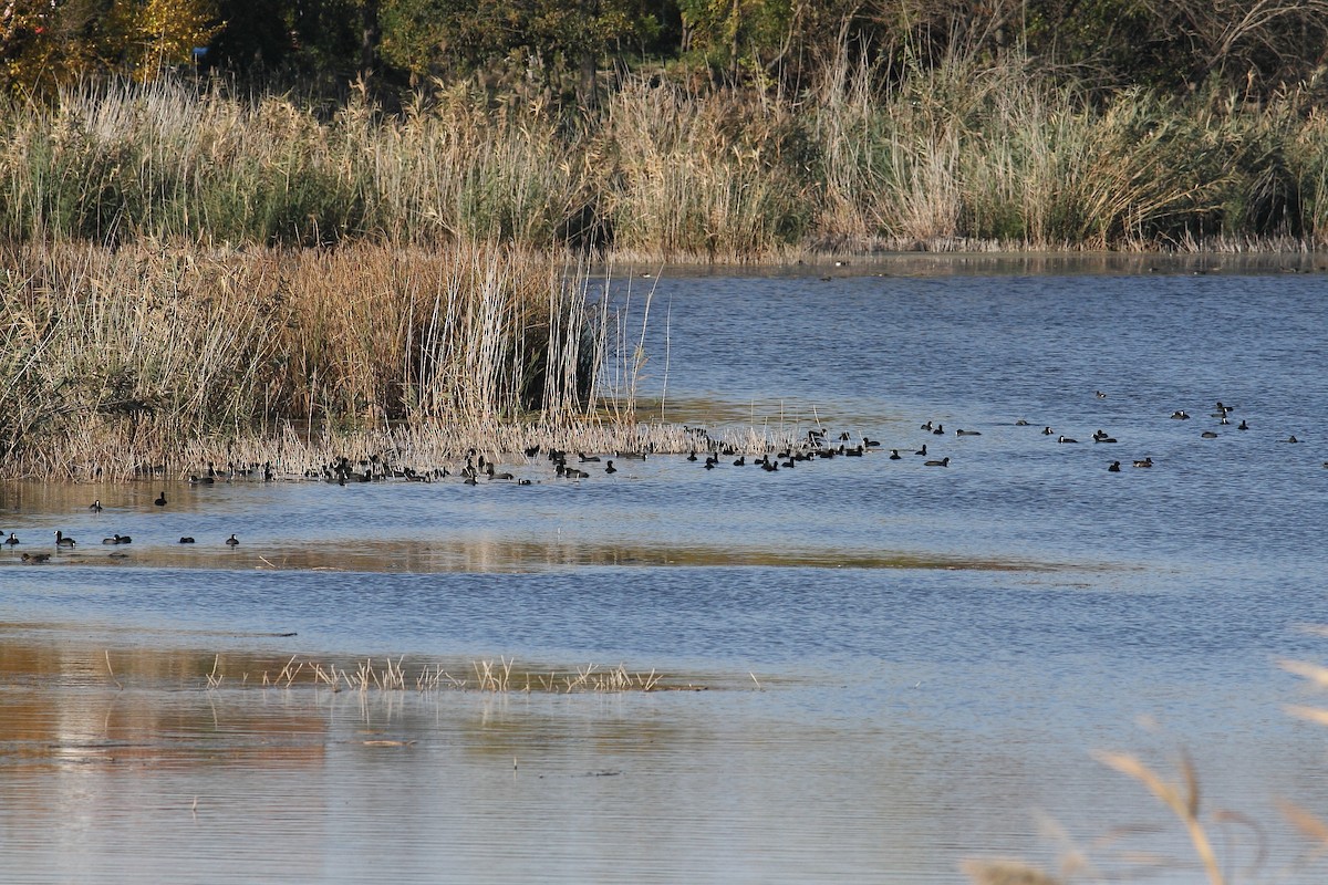 lyska černá - ML644528797