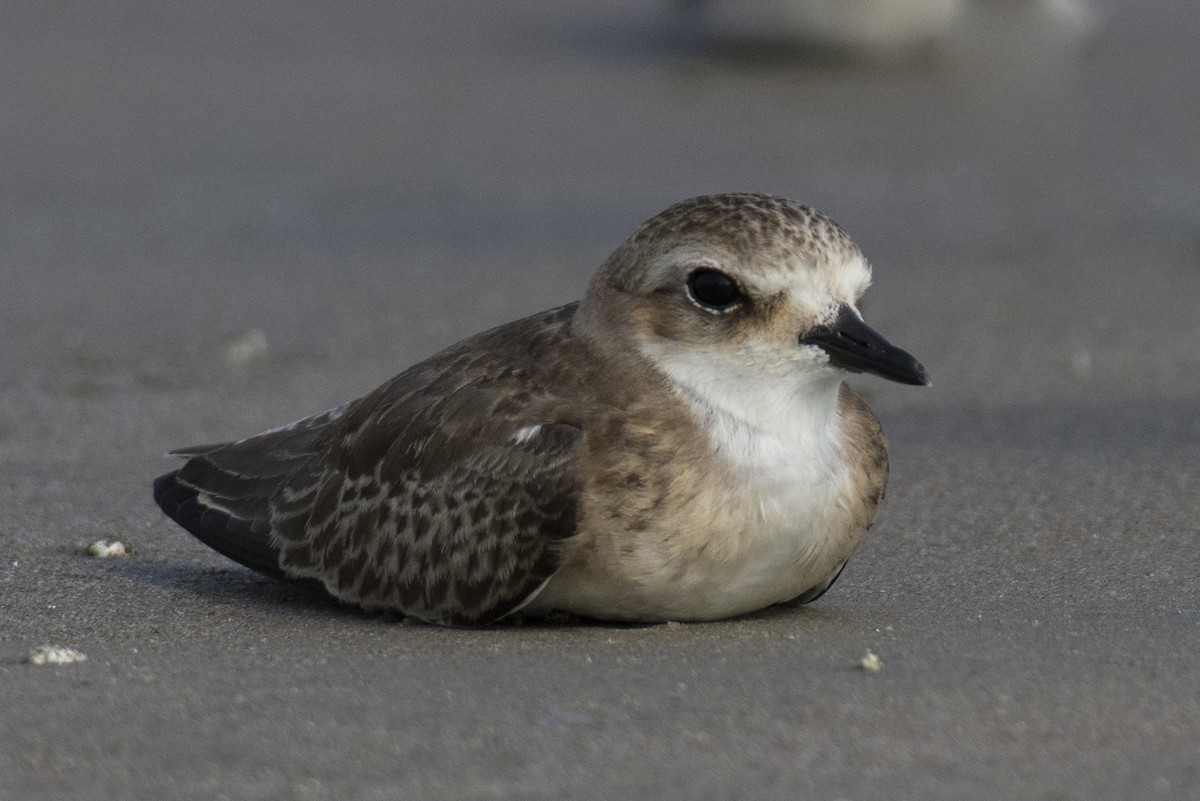 Tibetan Sand-Plover - ML644528809