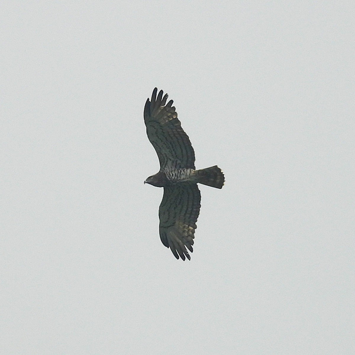 Могойч загалай - ML644528811